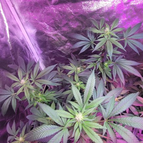 Tango #3 growlog timeline photo