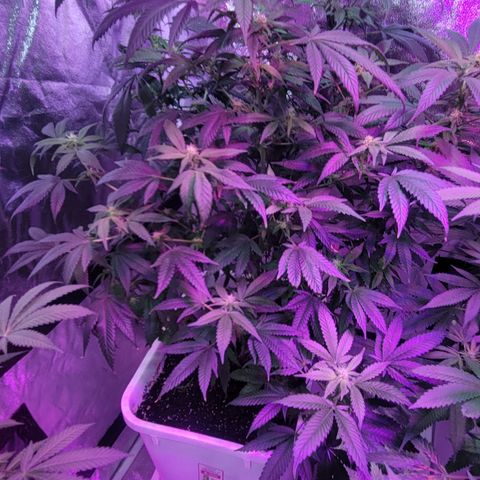 Tango #3 growlog timeline photo