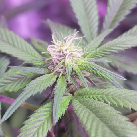 Tango #3 growlog timeline photo
