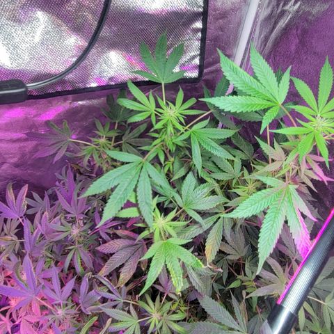 Grape Skunk growlog timeline photo