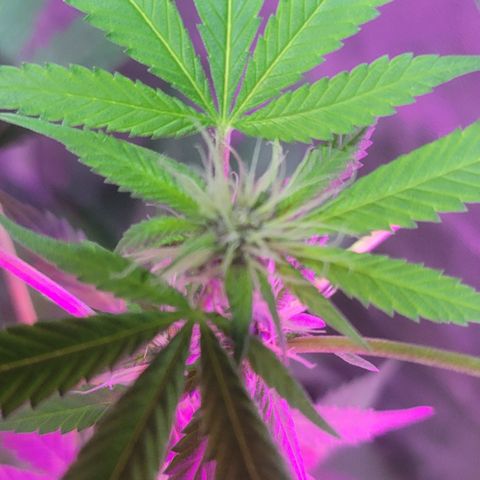 Grape Skunk growlog timeline photo