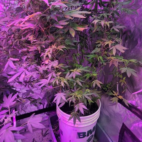Grape Skunk growlog timeline photo