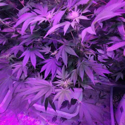 Fruity og kush growlog timeline photo