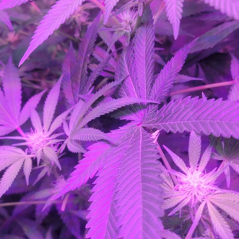 Fruity og kush growlog timeline photo