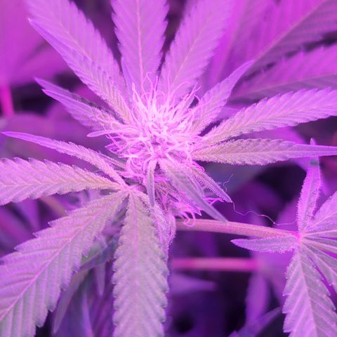 Fruity og kush growlog timeline photo