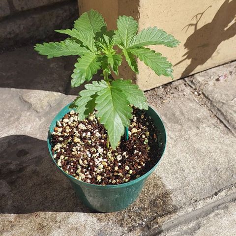 Durban Poison(DP)🤢 growlog photo: V3 
