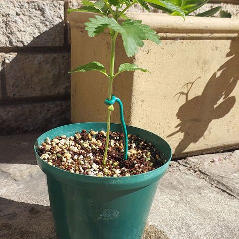 Durban Poison(DP)🤢 growlog photo: V3 