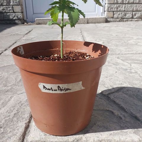 Durban Poison(DP)🤢 growlog photo: V5 and topped