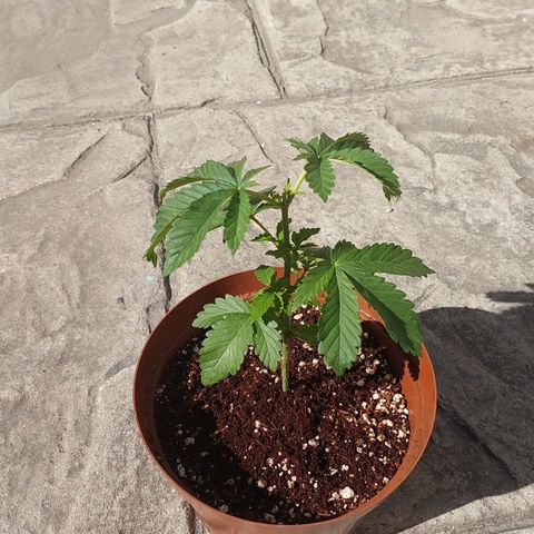 Durban Poison(DP)🤢 growlog photo: V5 and topped