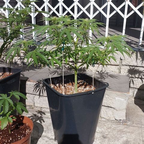 Dirty banana 🍌  growlog photo: F3
