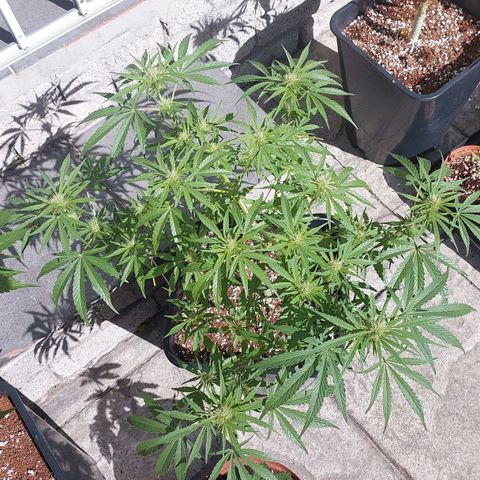 Dirty banana 🍌  growlog photo: F3