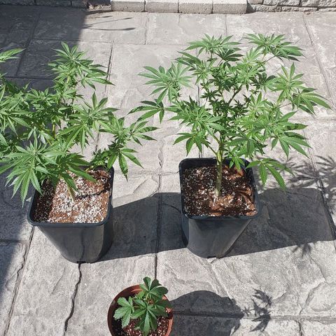 Papaya 1 growlog photo: F2