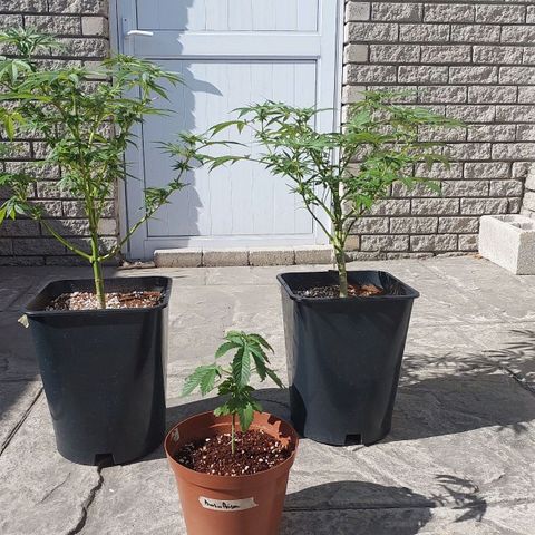 Papaya 1 growlog photo: F2