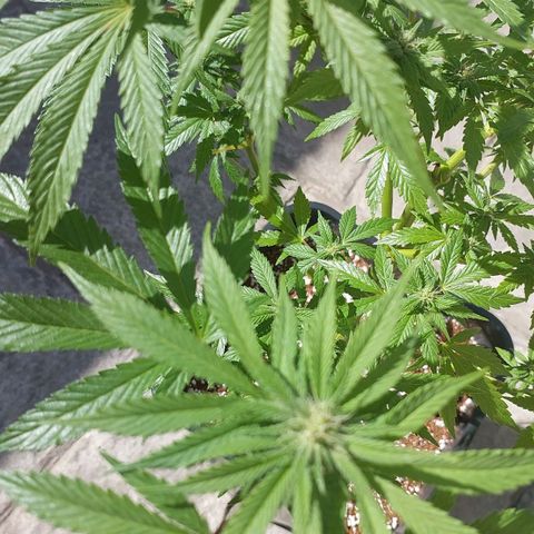 Papaya 1 growlog photo: F2