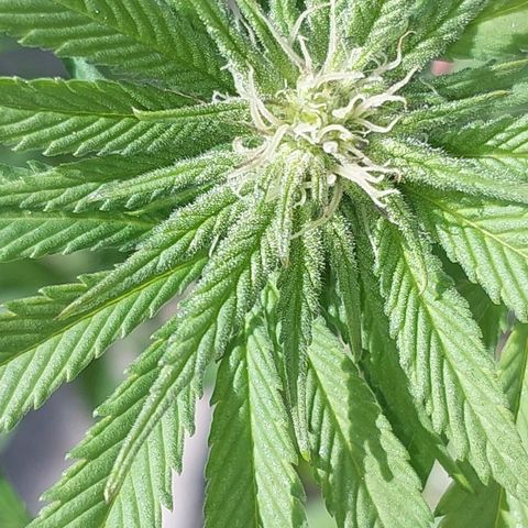 Papaya 1 growlog photo: F2
