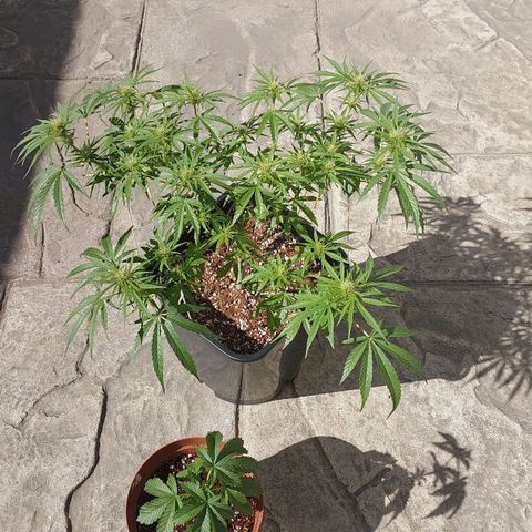 Dirty banana 🍌  growlog photo: F3