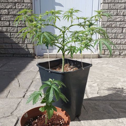 Dirty banana 🍌  growlog photo: F3