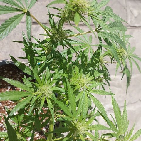 Dirty banana 🍌  growlog photo: F3