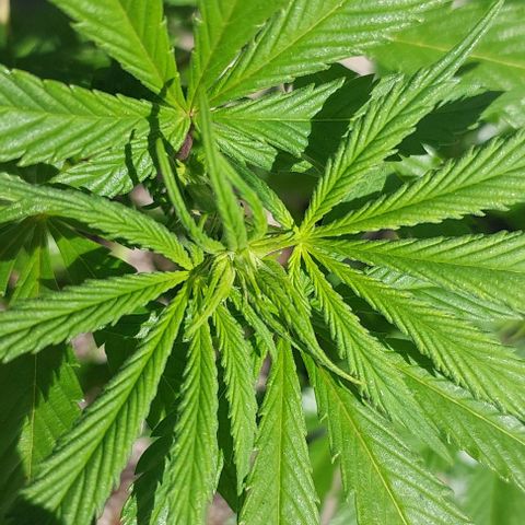 Papaya 1 growlog photo: F1