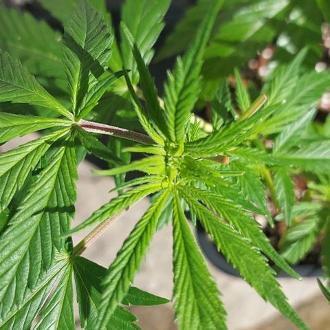 Papaya 1 growlog photo: F1