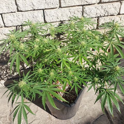 Dirty banana 🍌  growlog timeline photo