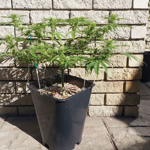 Dirty banana 🍌  growlog timeline photo