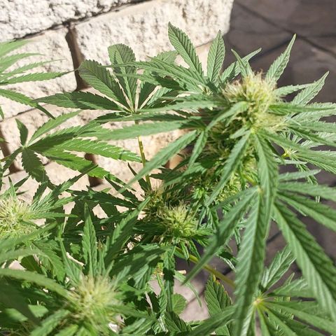 Dirty banana 🍌  growlog timeline photo