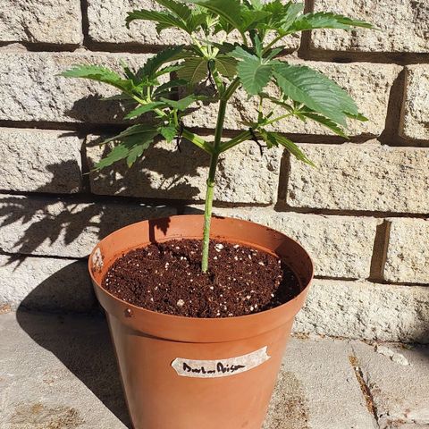 Durban Poison(DP)🤢 growlog timeline photo