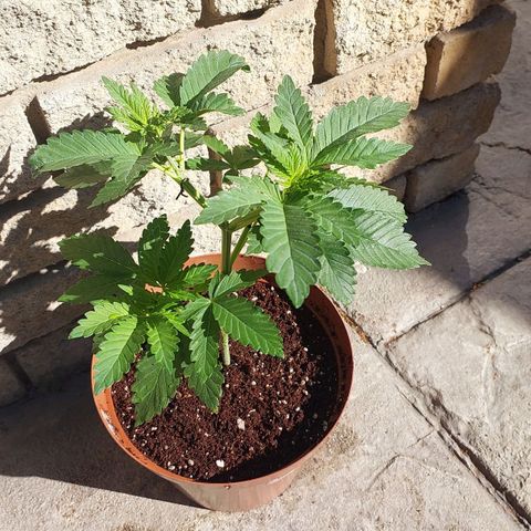 Durban Poison(DP)🤢 growlog timeline photo