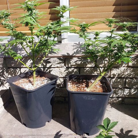 Papaya 1 growlog timeline photo