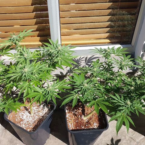 Papaya 1 growlog timeline photo