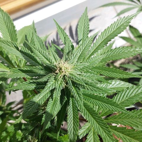 Papaya 1 growlog timeline photo