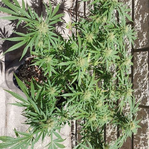 Dirty banana 🍌  growlog timeline photo
