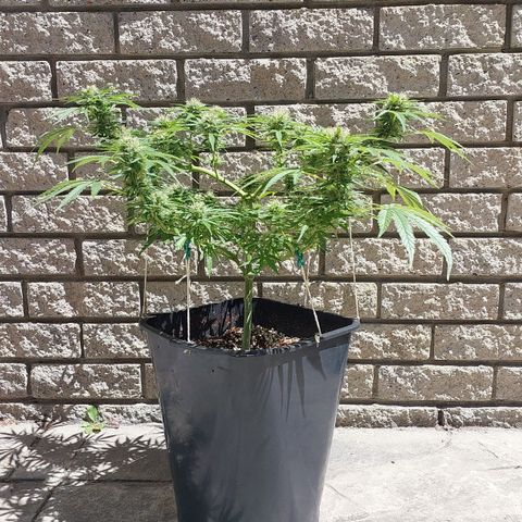 Dirty banana 🍌  growlog timeline photo