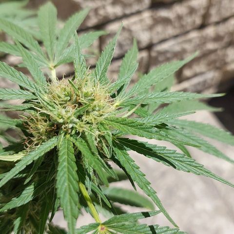 Dirty banana 🍌  growlog timeline photo