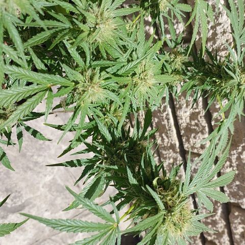 Dirty banana 🍌  growlog timeline photo