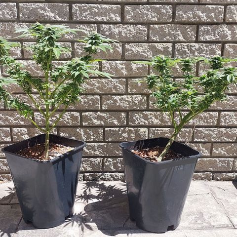 Papaya 1 growlog timeline photo