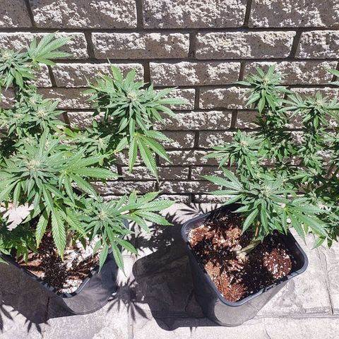 Papaya 1 growlog timeline photo