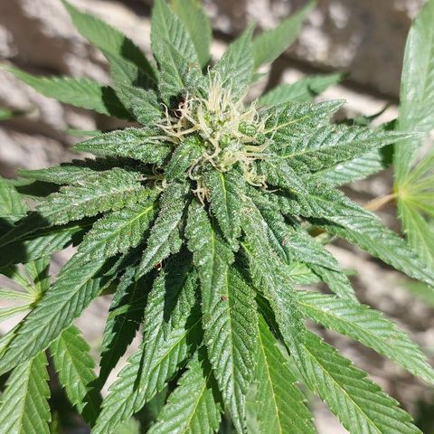 Papaya 1 growlog timeline photo