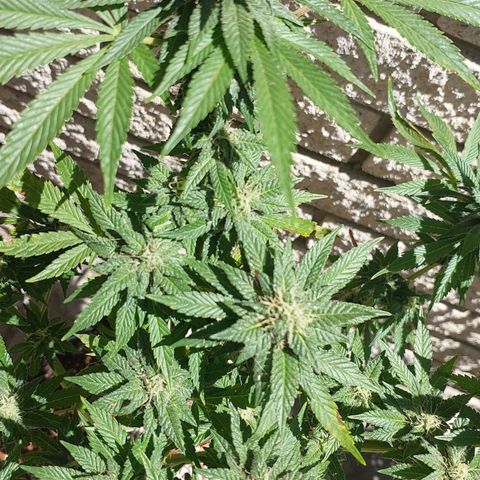 Papaya 1 growlog timeline photo