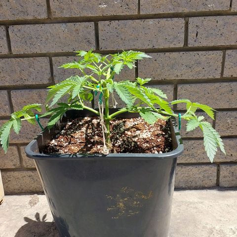 Durban Poison(DP)🤢 growlog timeline photo