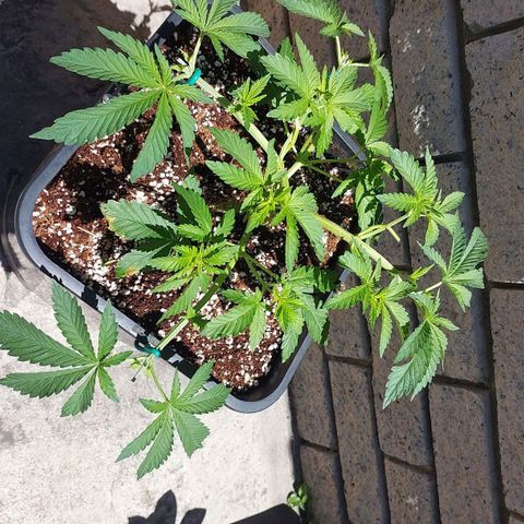 Durban Poison(DP)🤢 growlog timeline photo