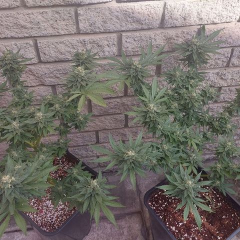 Papaya 1 growlog timeline photo