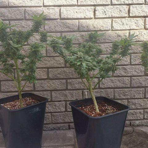 Papaya 1 growlog timeline photo