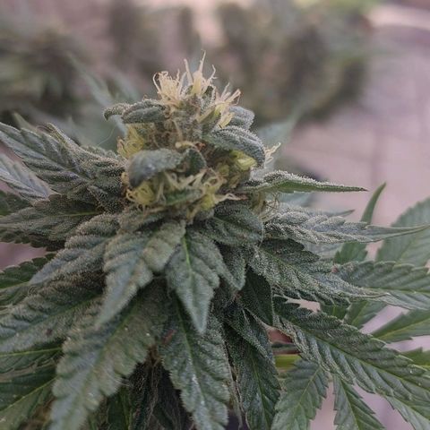 Papaya 1 growlog timeline photo
