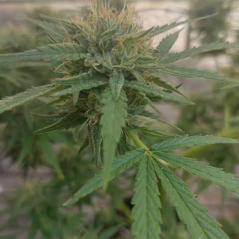 Dirty banana 🍌  growlog timeline photo