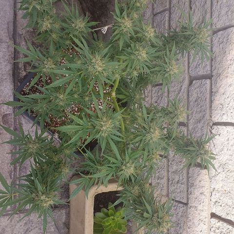 Dirty banana 🍌  growlog timeline photo