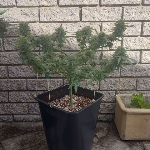 Dirty banana 🍌  growlog timeline photo