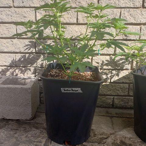 Durban Poison(DP)🤢 growlog timeline photo