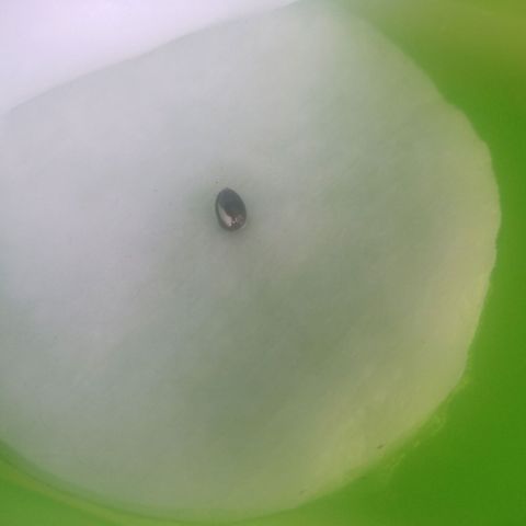 LSD Auto Growlog-Foto 2